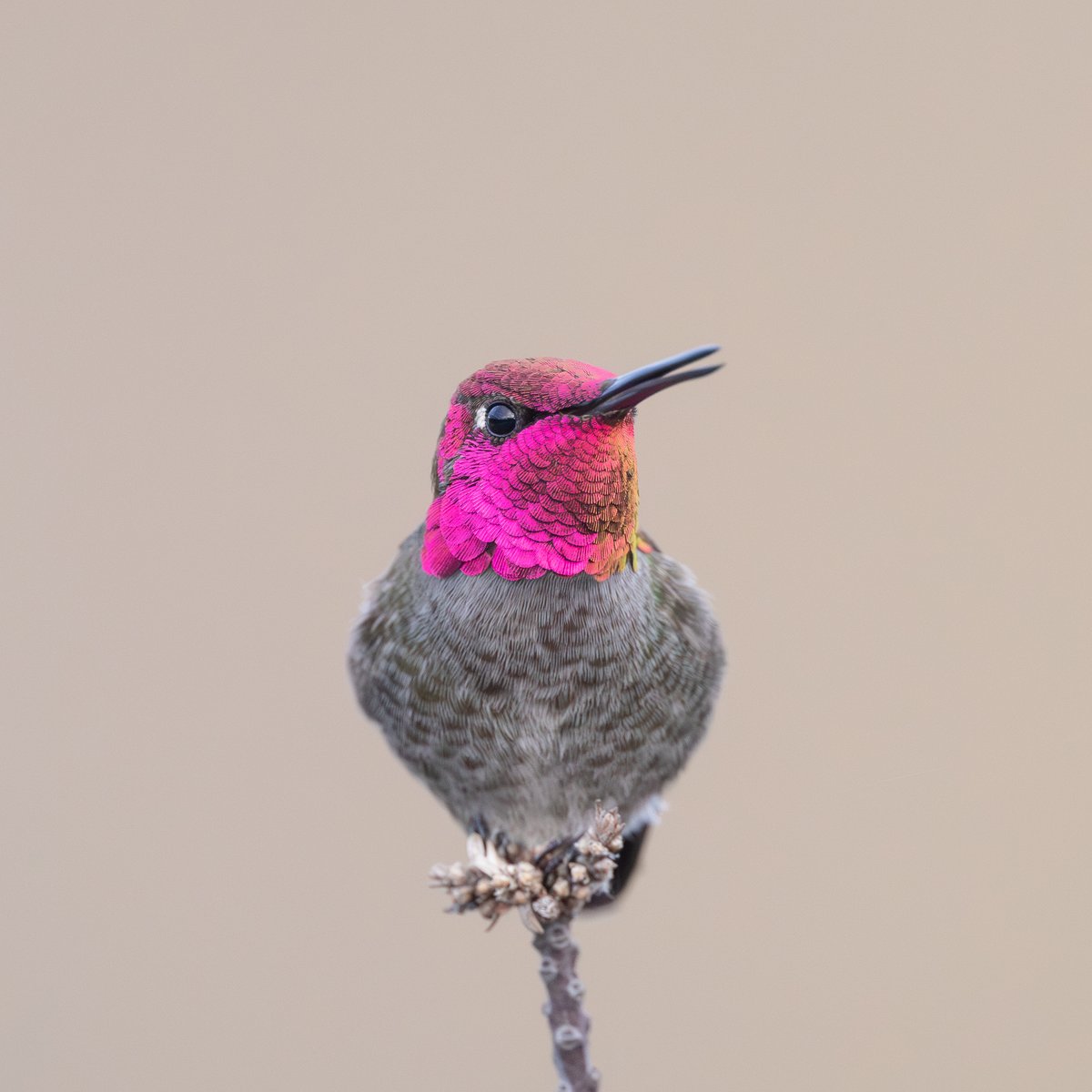 Anna's Hummingbird