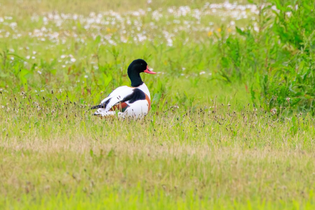 Common Shelduck