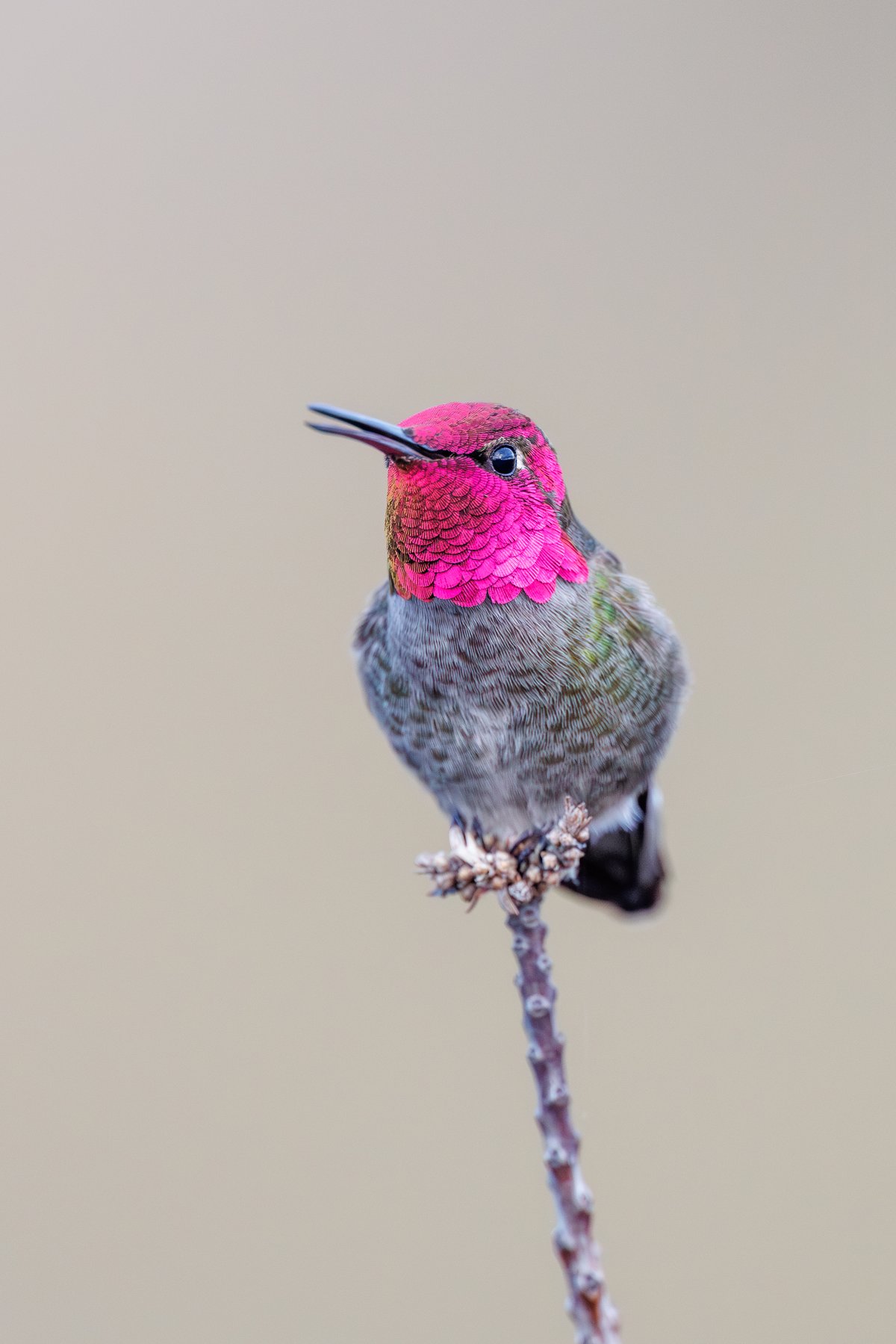 Anna's Hummingbird