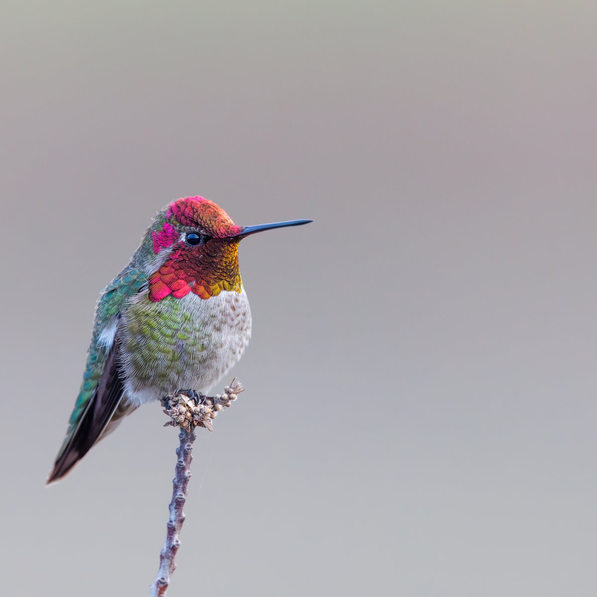 Anna's Hummingbird