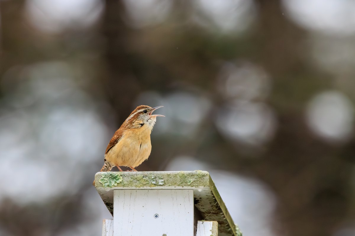 Carolina Wren