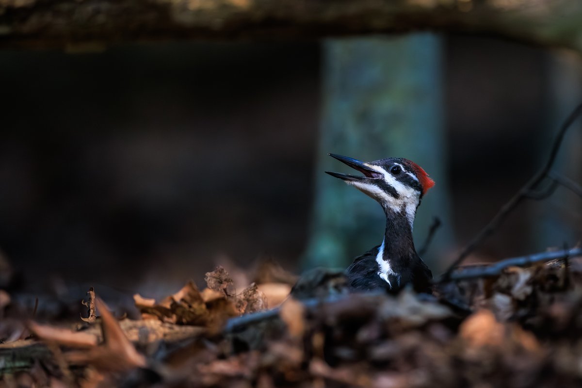 Pileated Woodpecker