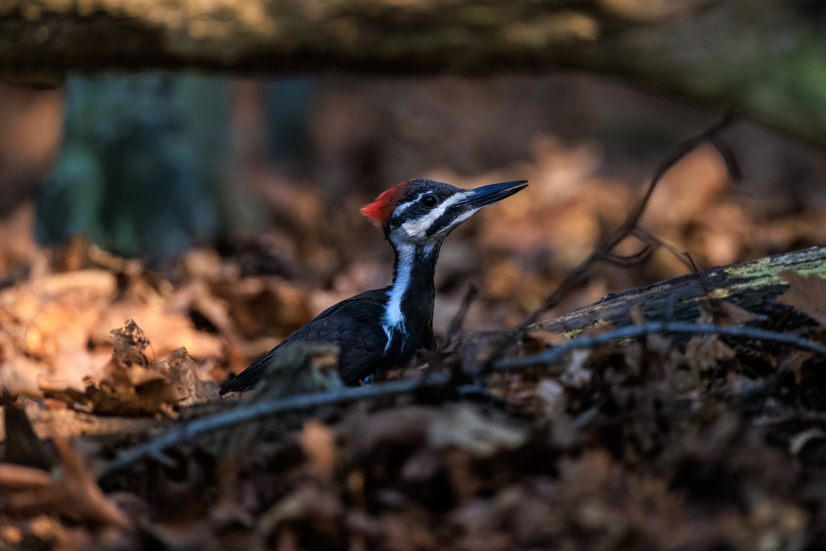 Pileated Woodpecker