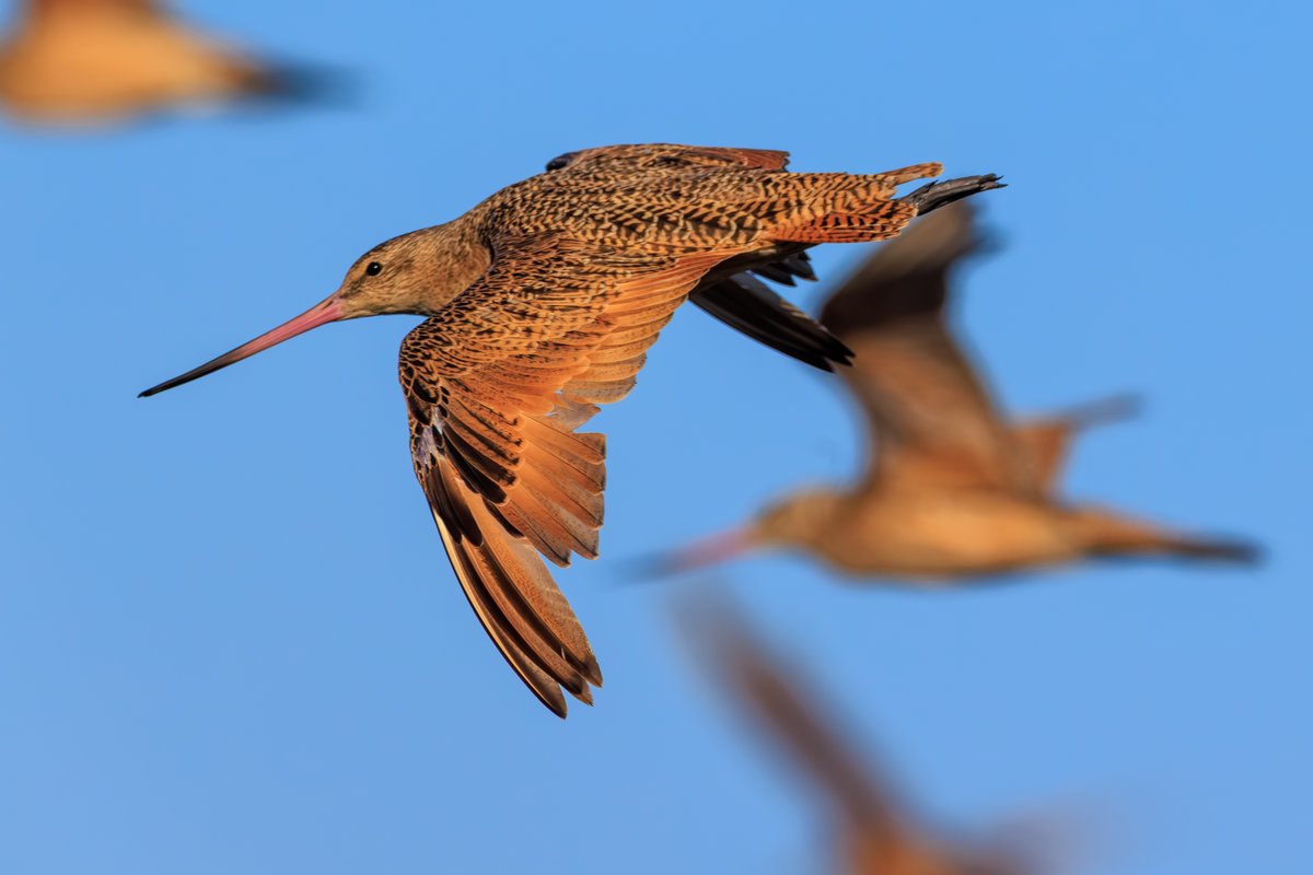Marbled Godwit