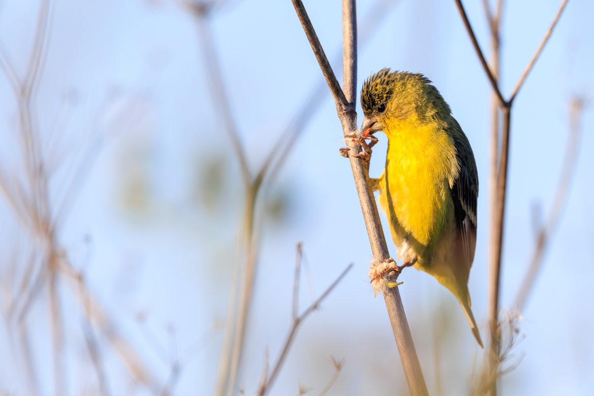 Lesser Goldfinch