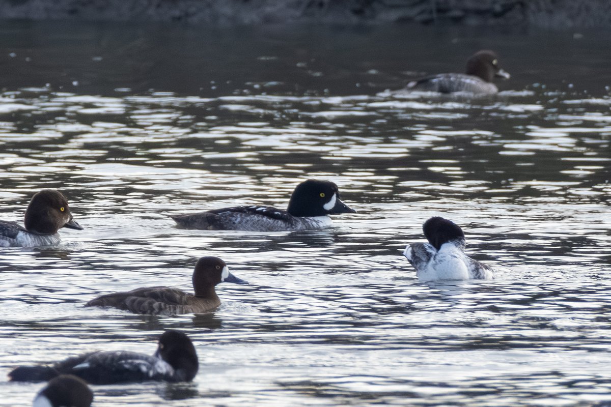 Barrow's Goldeneye