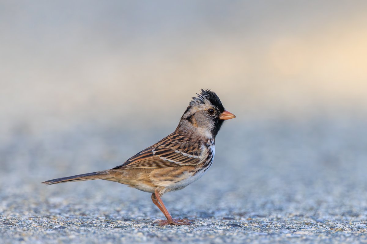 Harris's Sparrow