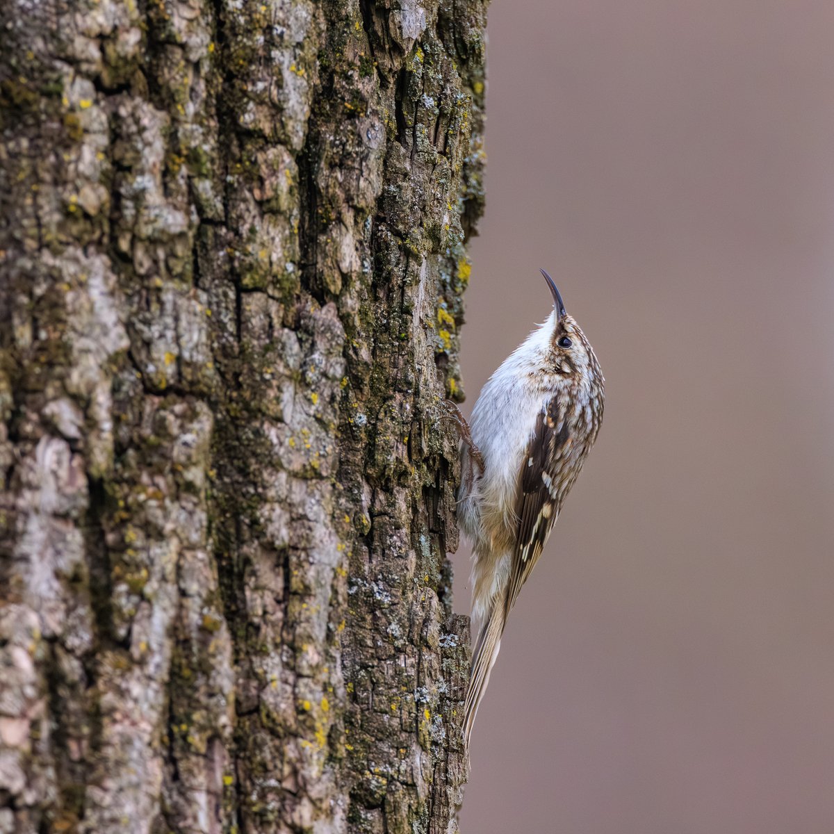 Brown Creeper