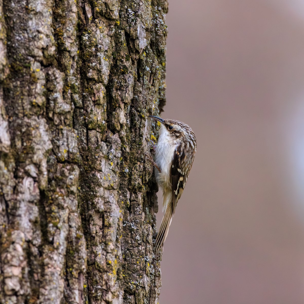 Brown Creeper
