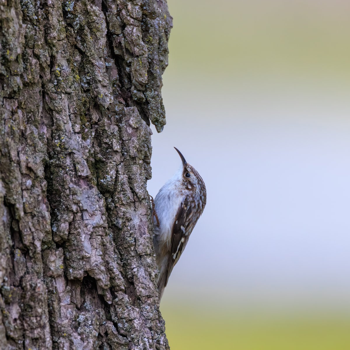 Brown Creeper