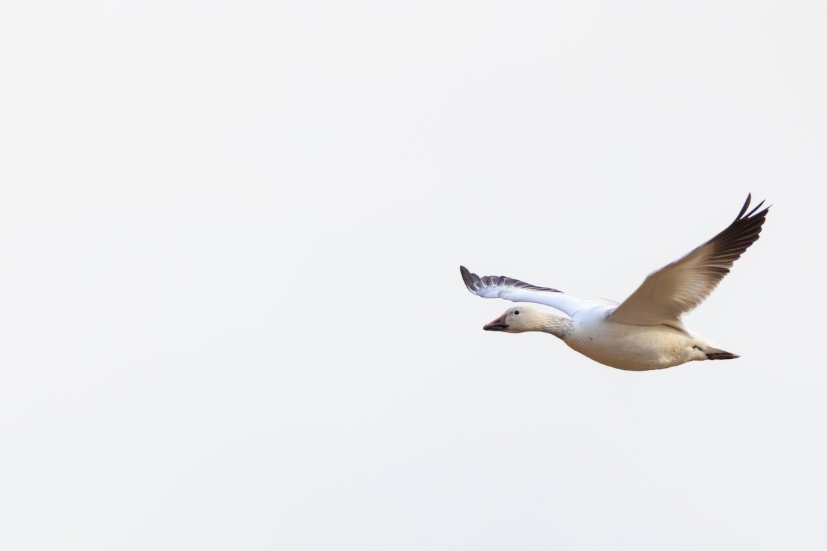 Snow Goose