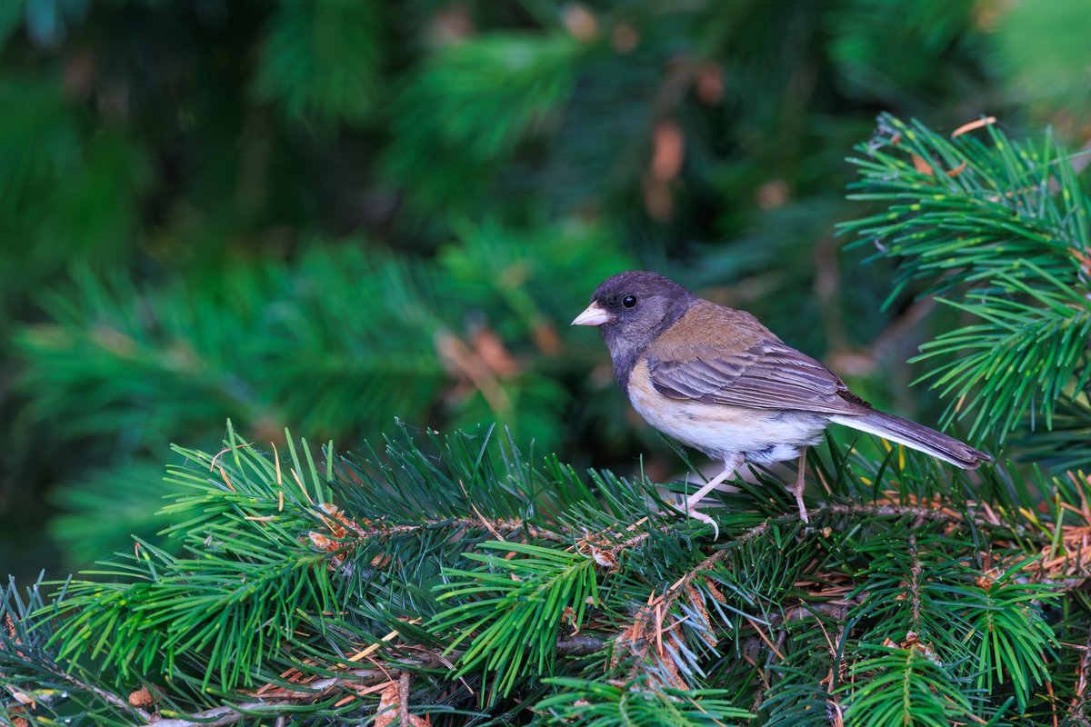 Dark-eyed Junco