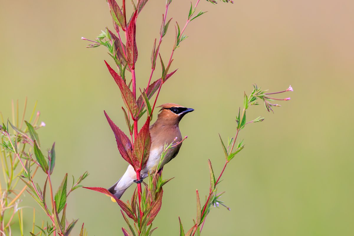 Cedar Waxwing