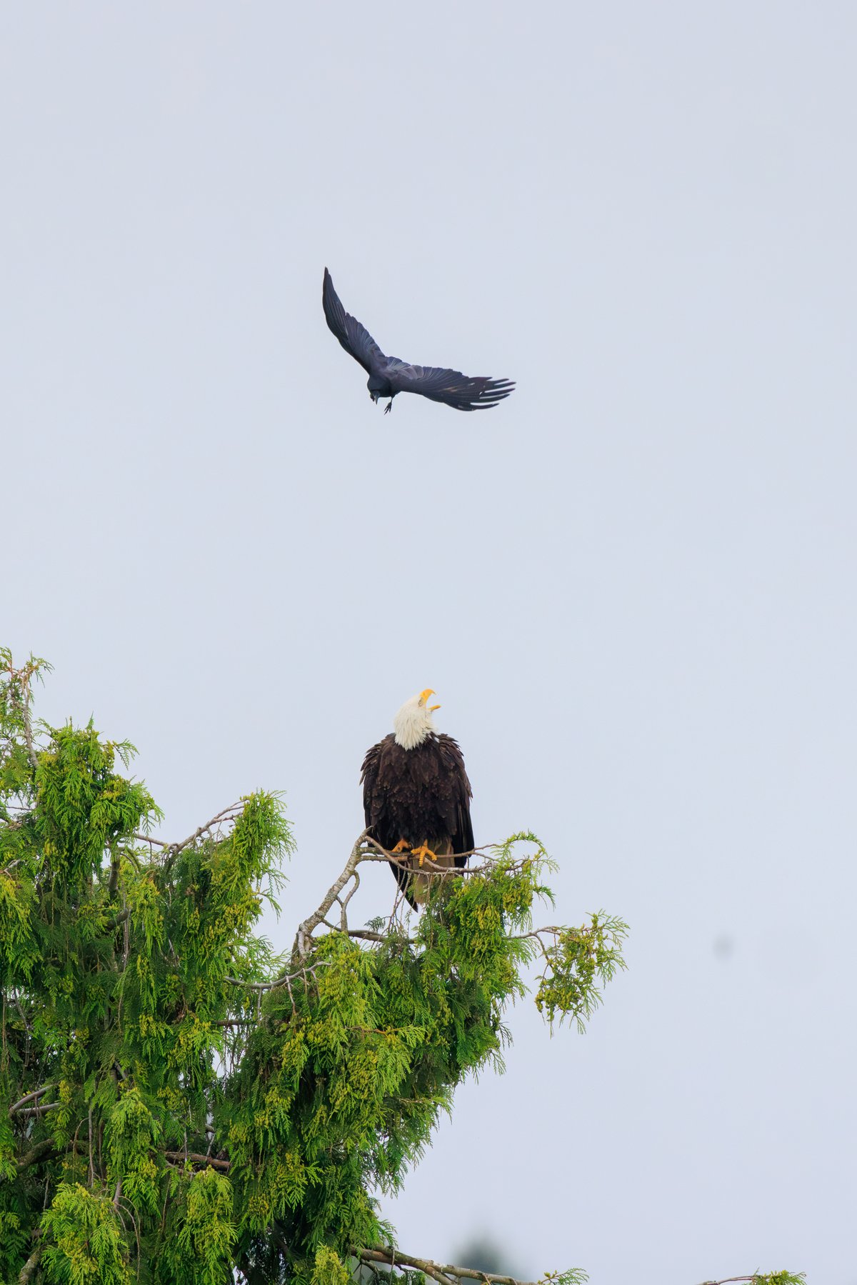 Bald Eagle