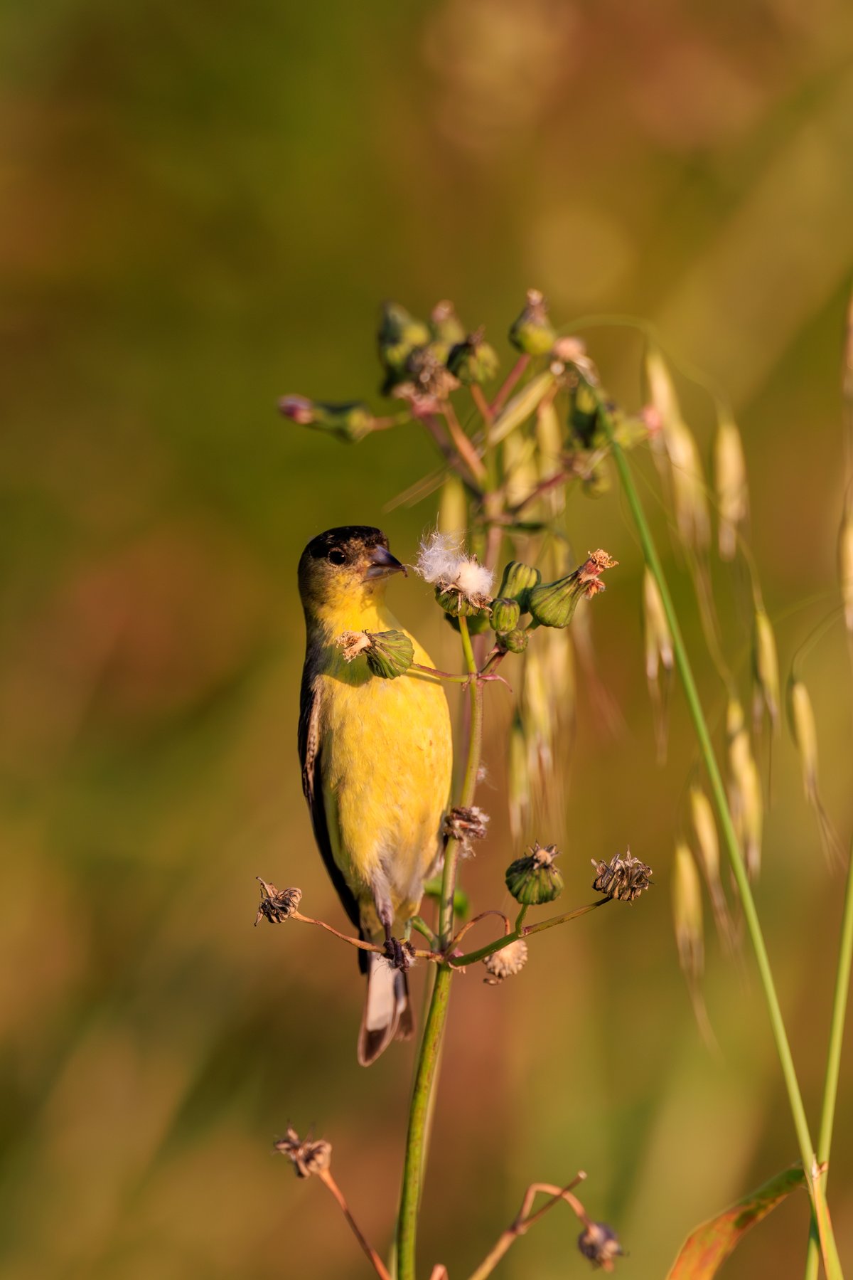 Lesser Goldfinch