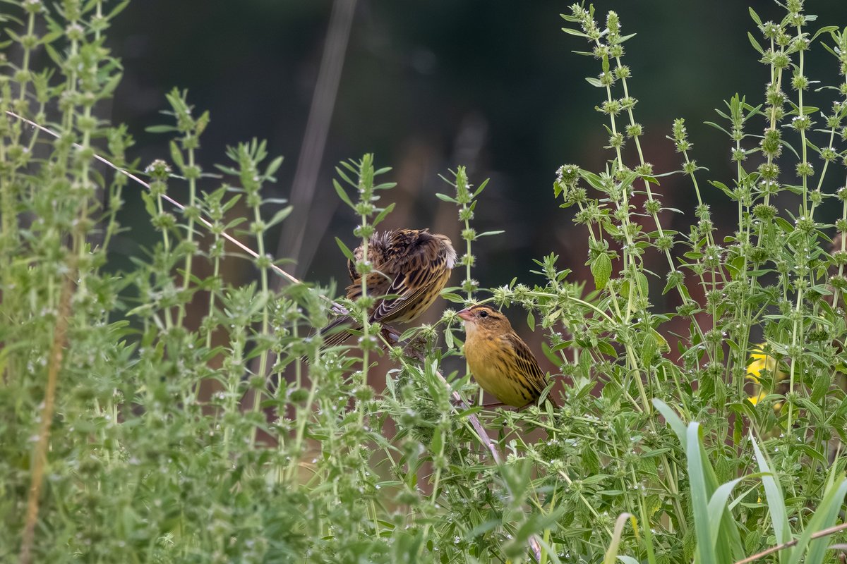 Bobolink