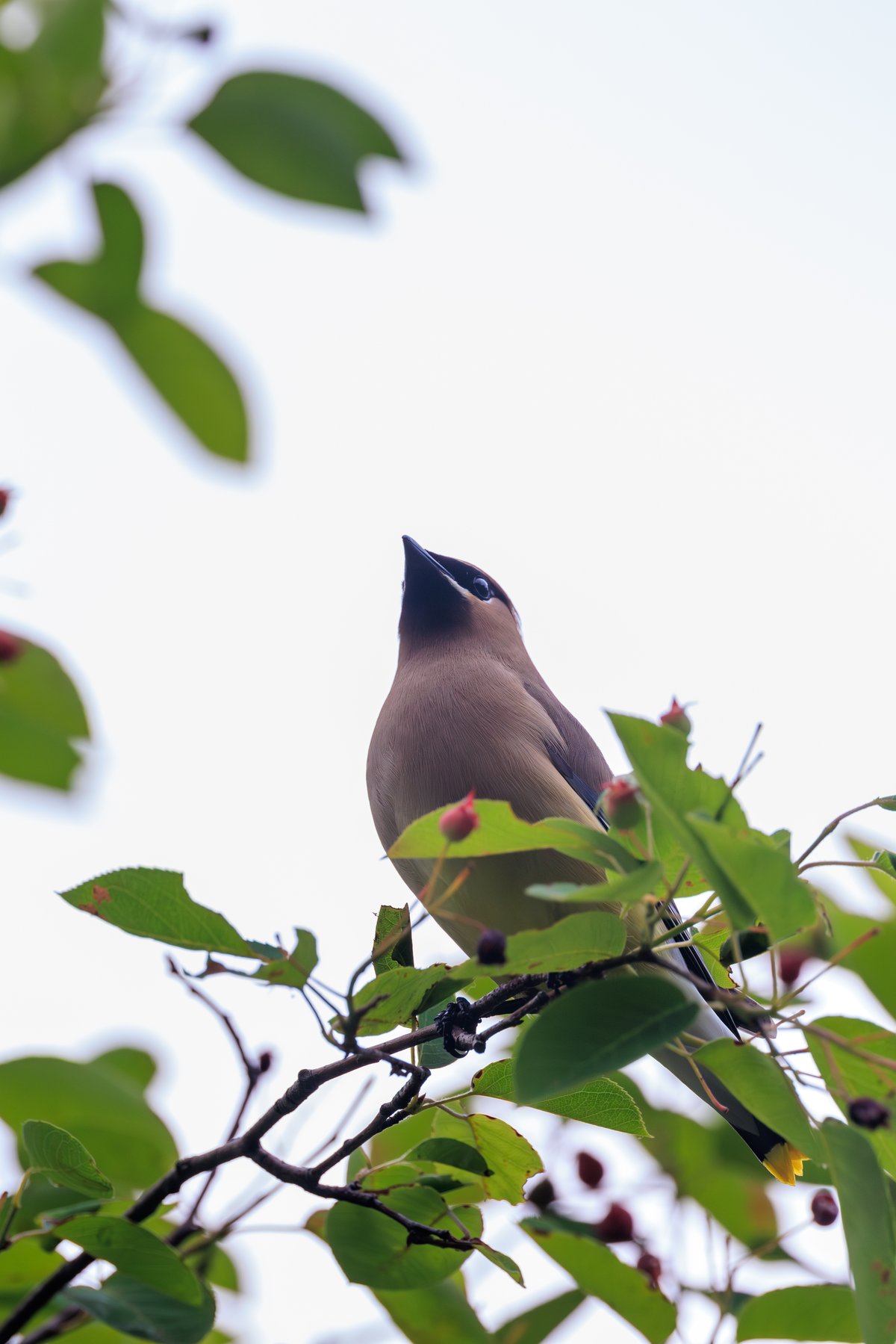 Cedar Waxwing
