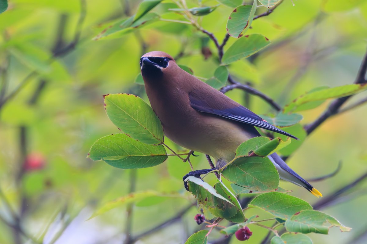 Cedar Waxwing
