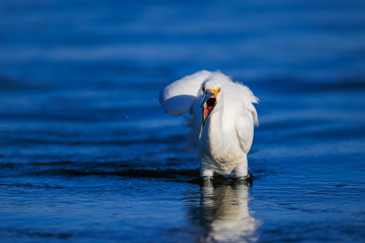 Snowy Egret