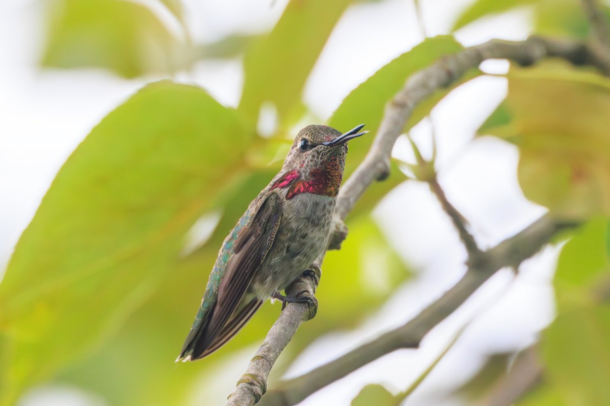 Anna's Hummingbird