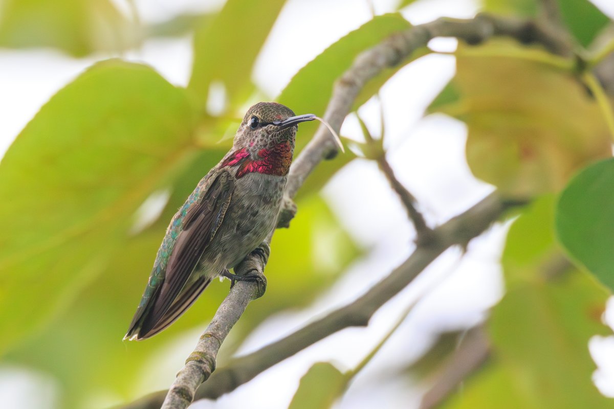 Anna's Hummingbird