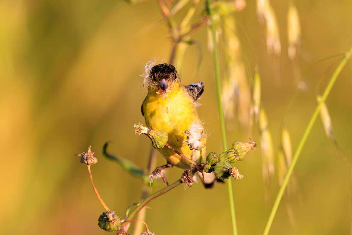 Lesser Goldfinch
