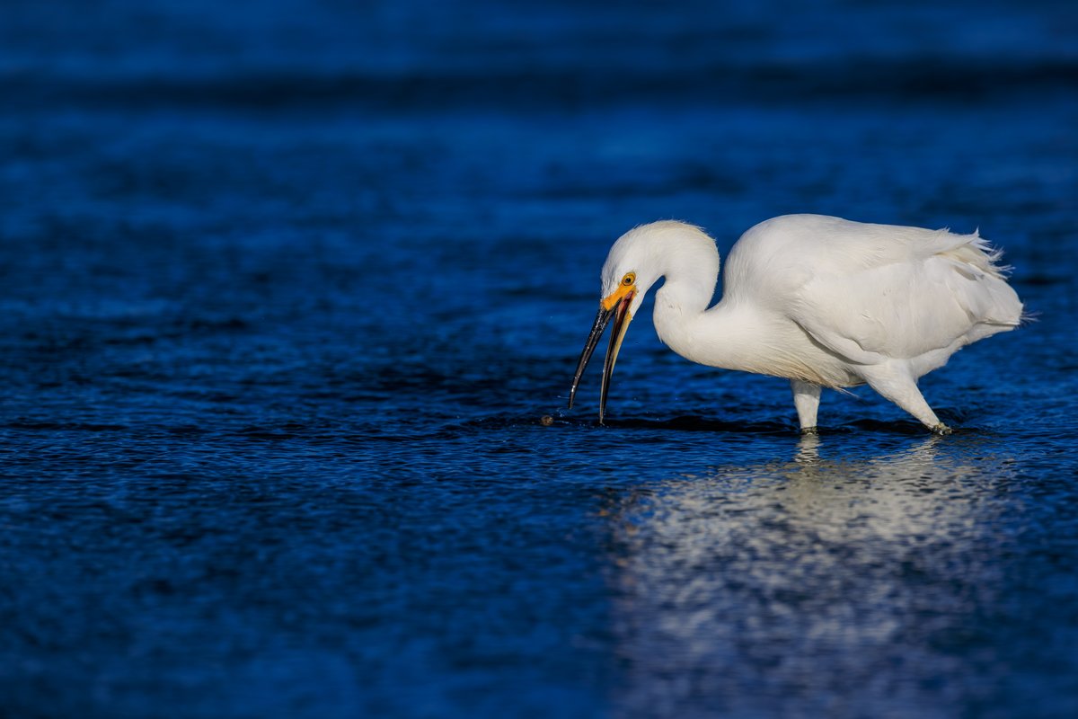 Snowy Egret