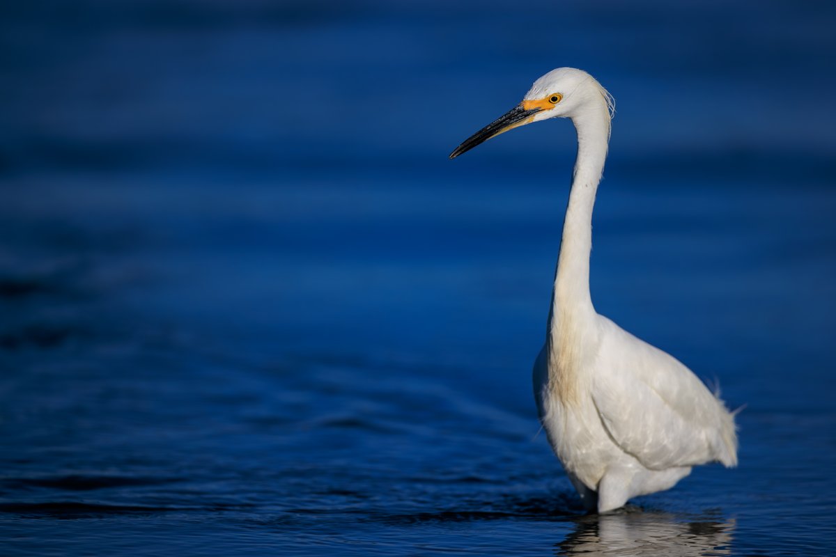 Snowy Egret