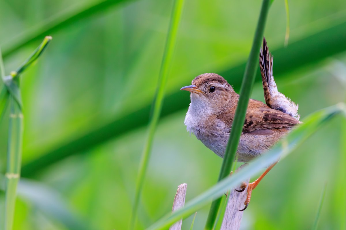 Marsh Wren