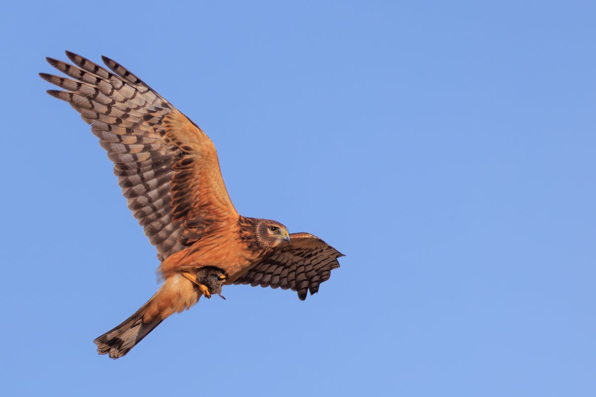Northern Harrier