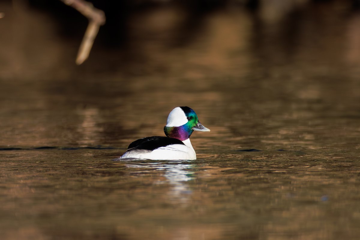 Bufflehead