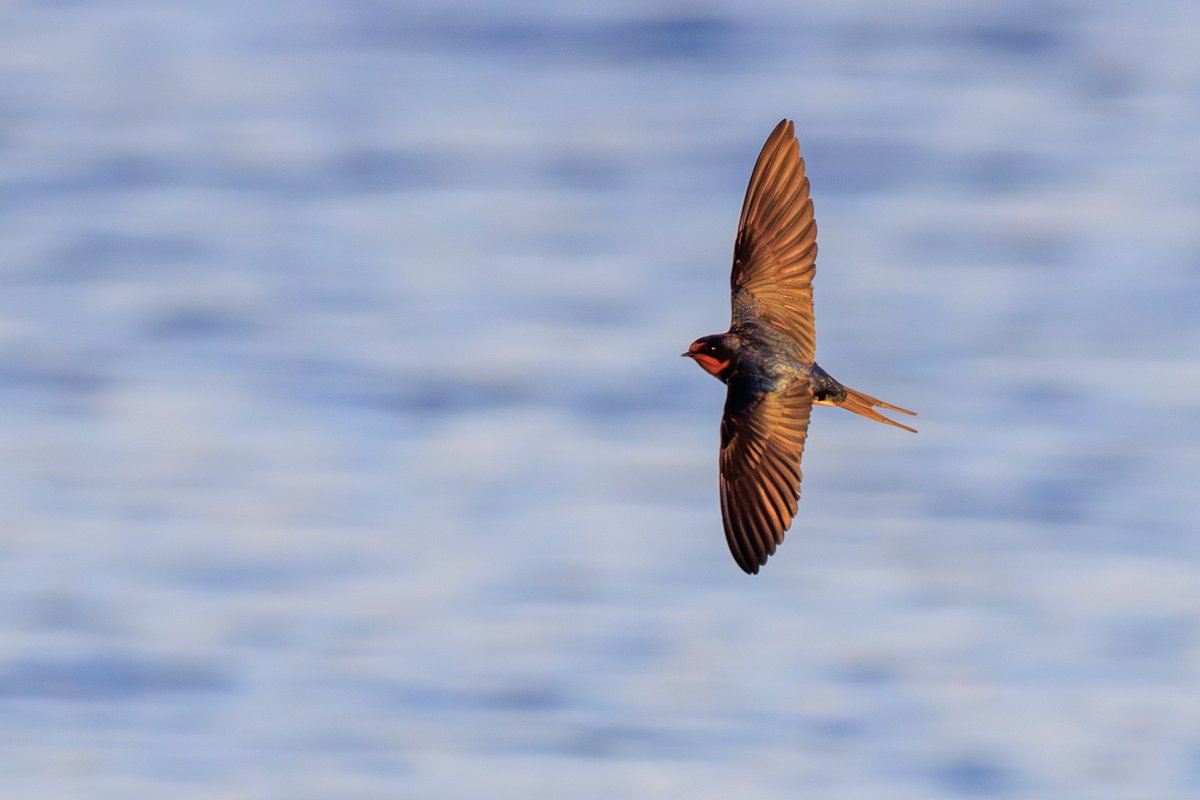 Barn Swallow