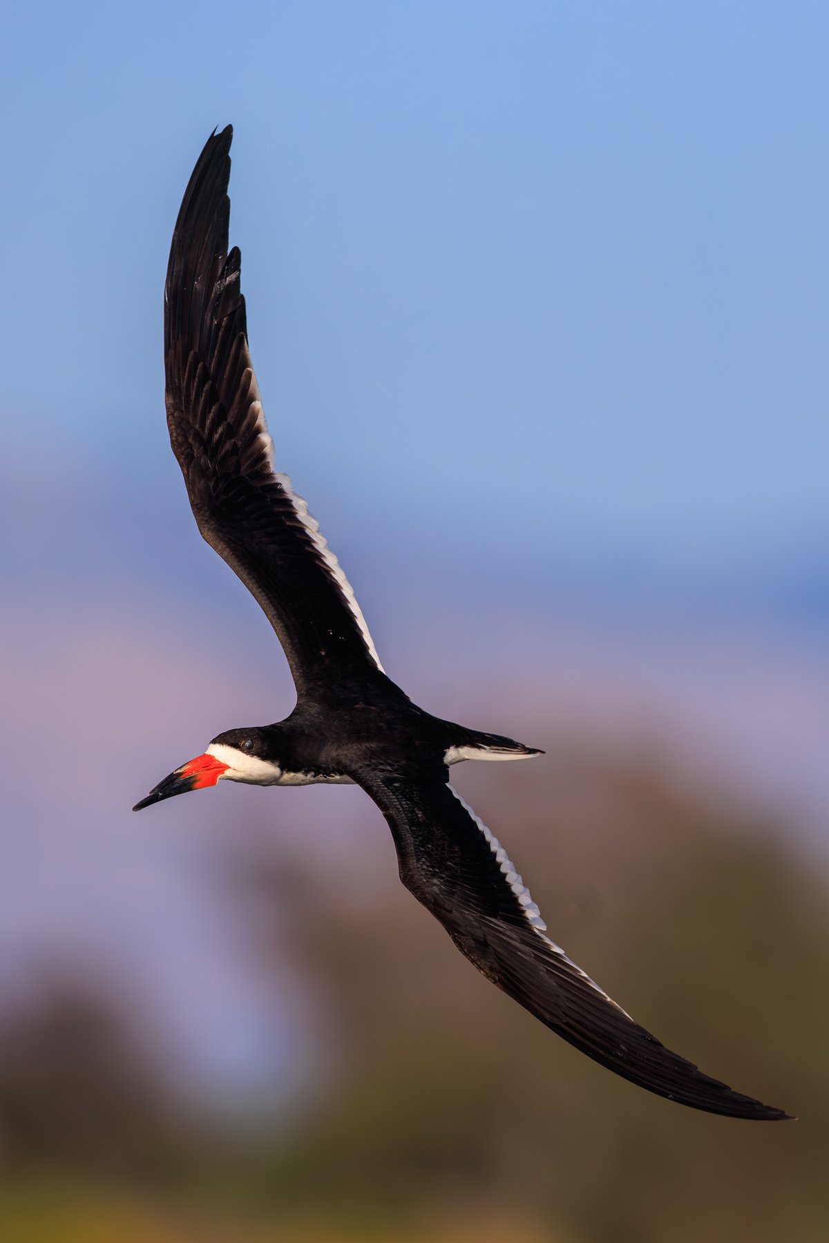 Black Skimmer