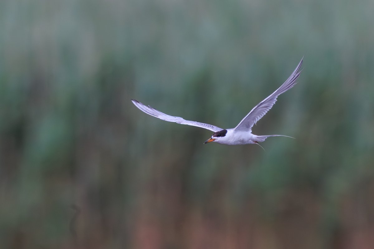 Forster's Tern