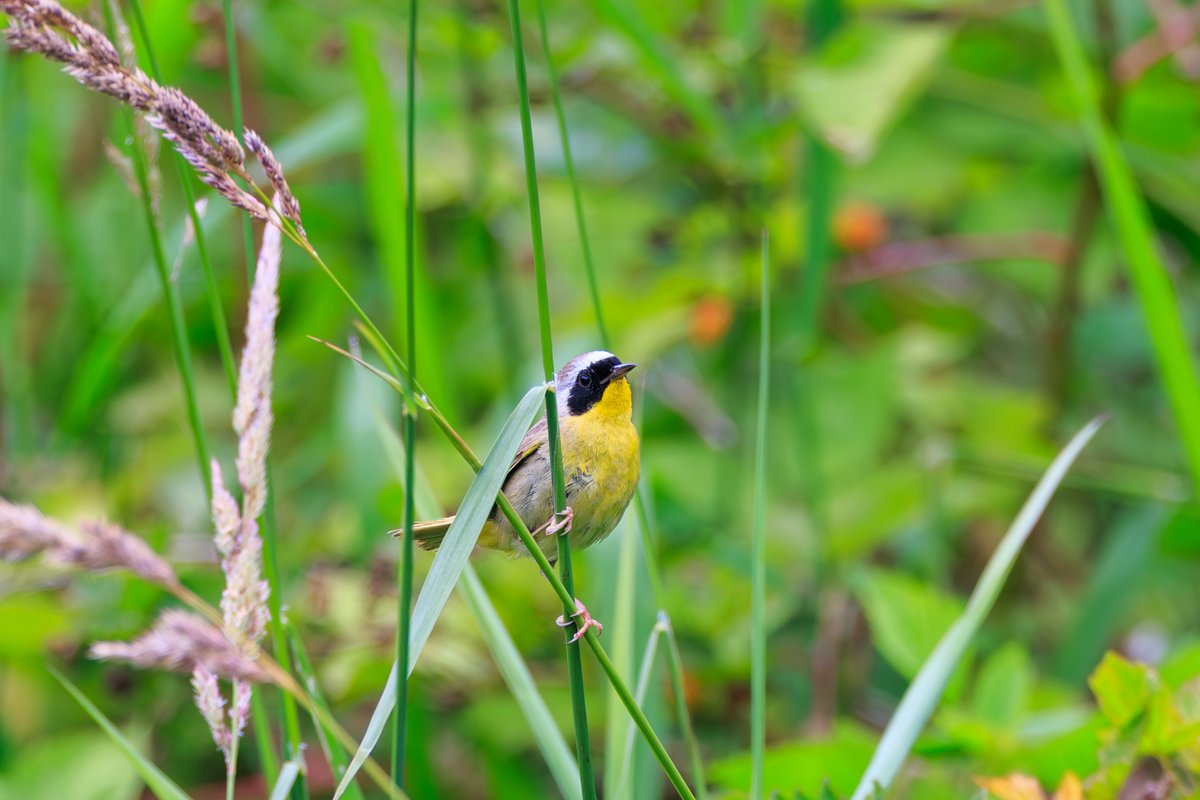 Common Yellowthroat