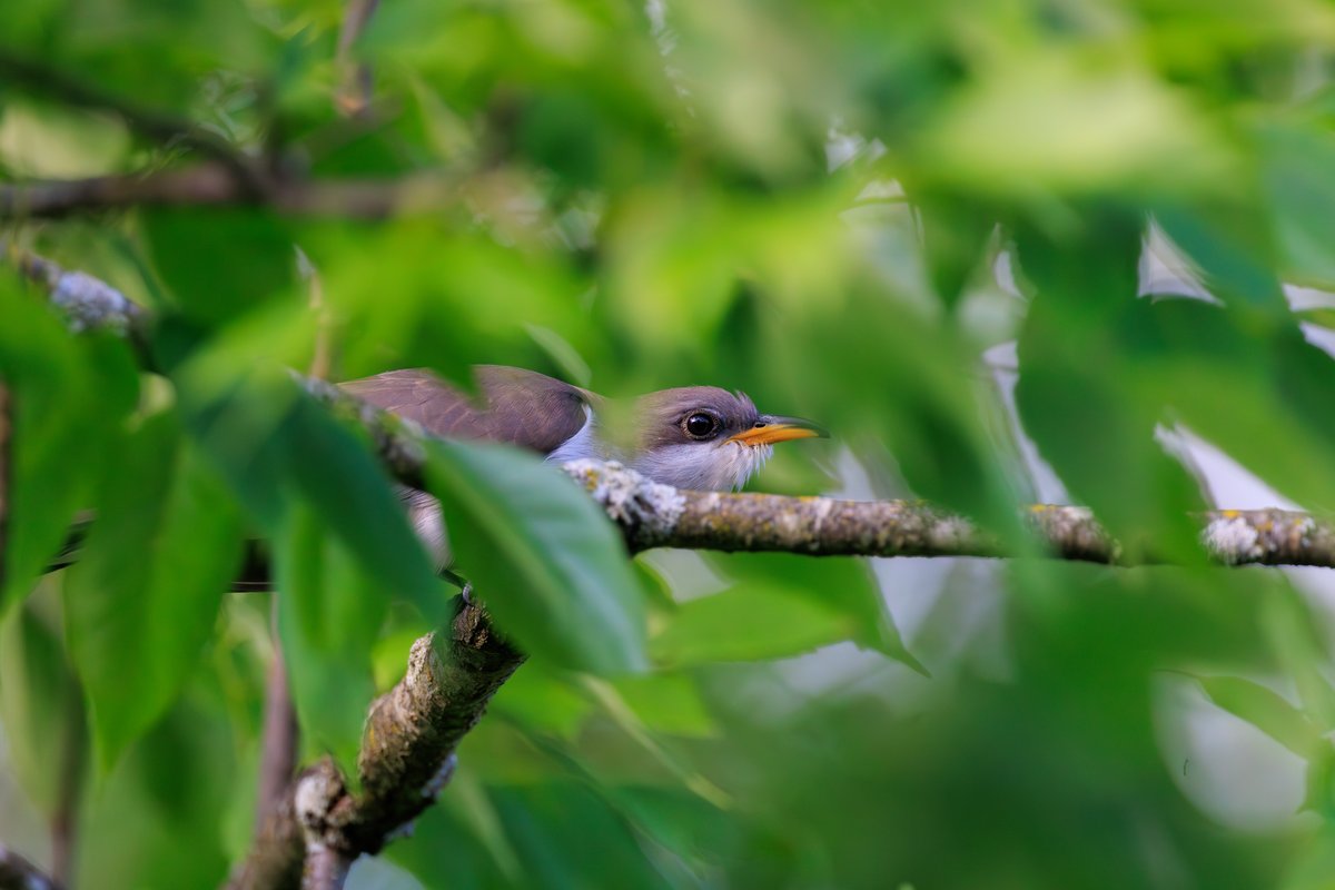 Yellow-billed Cuckoo