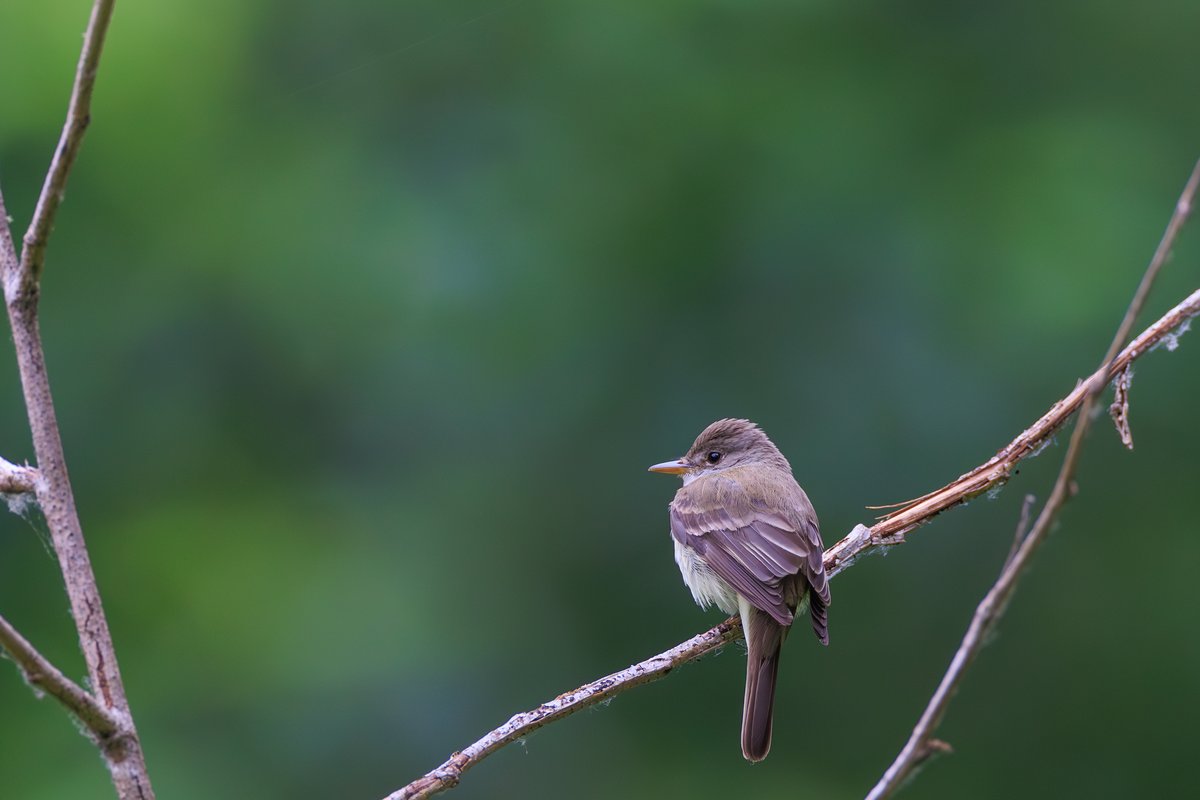 Western Wood-Pewee