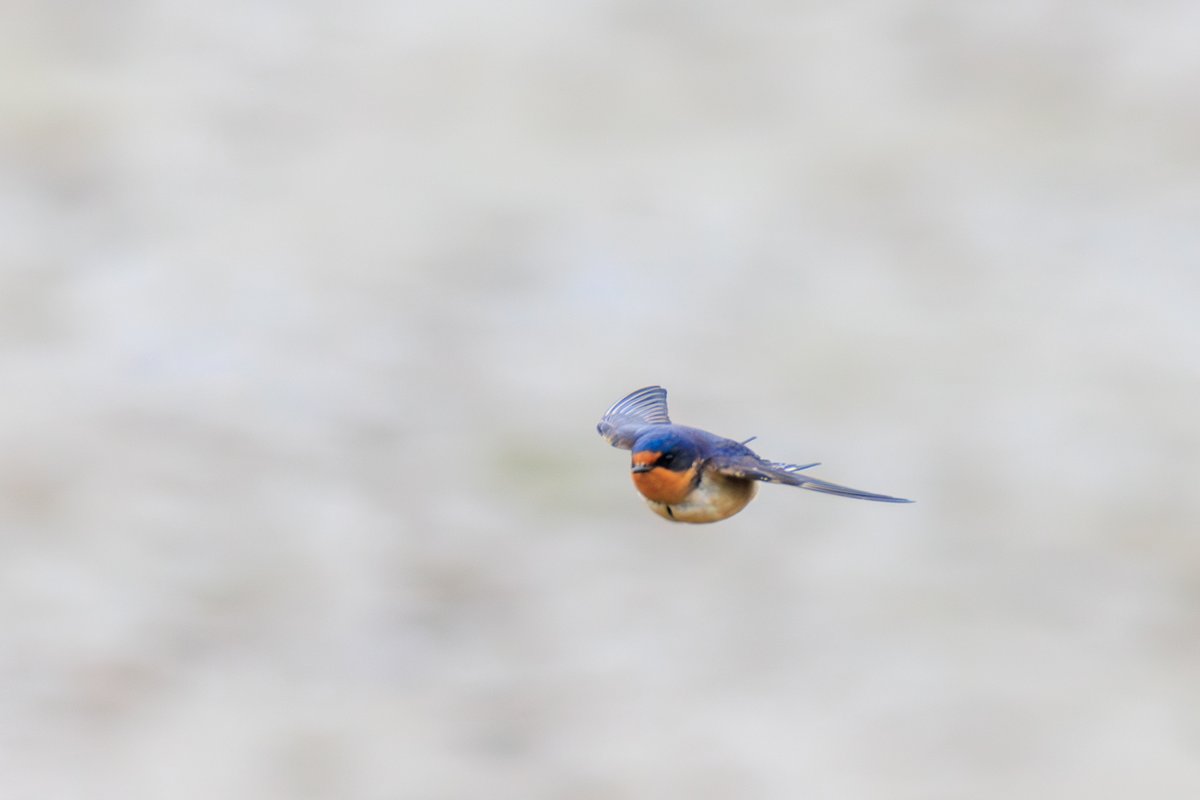 Barn Swallow
