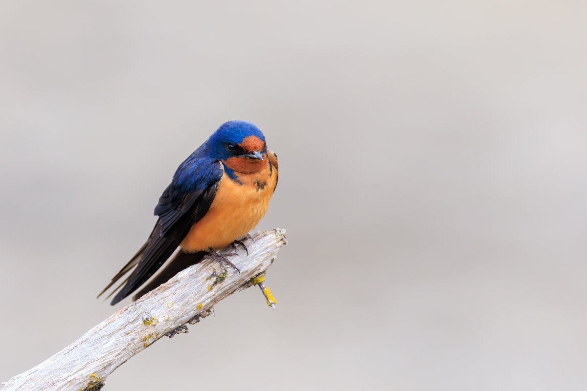 Barn Swallow