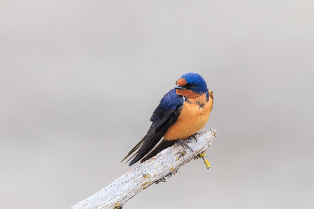 Barn Swallow