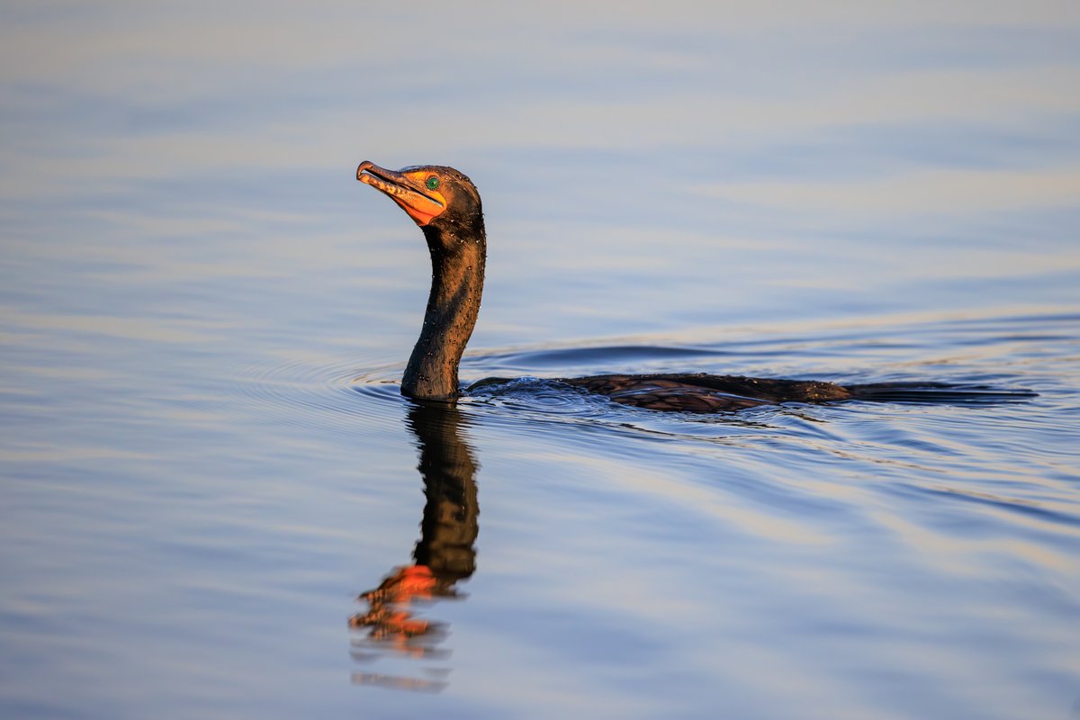 Double-crested Cormorant