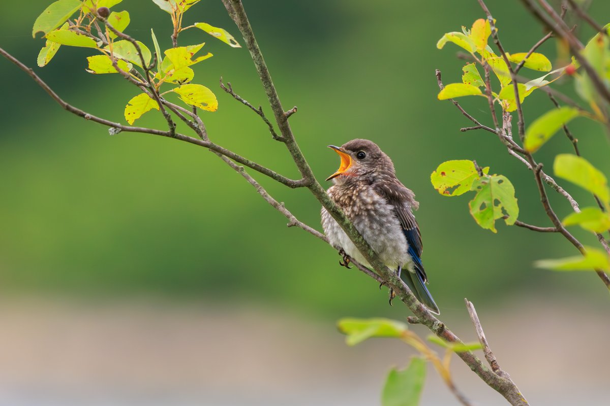 Eastern Bluebird