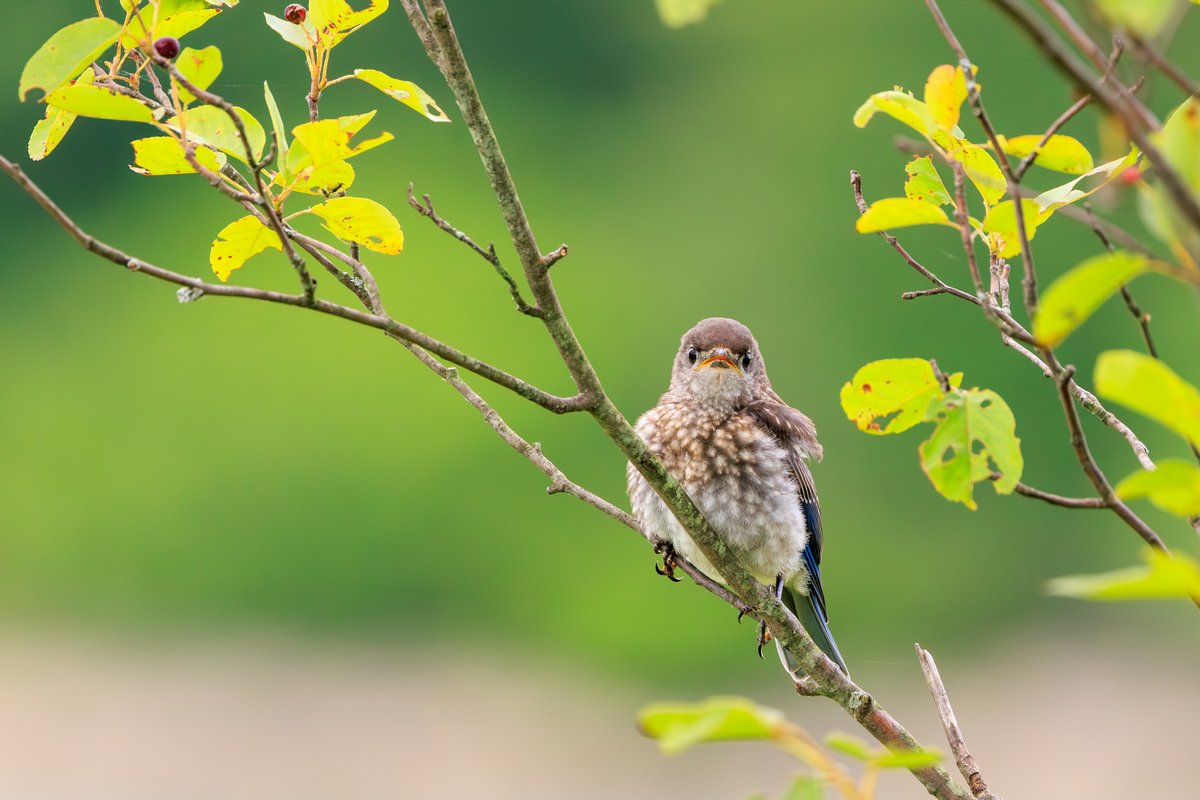 Eastern Bluebird