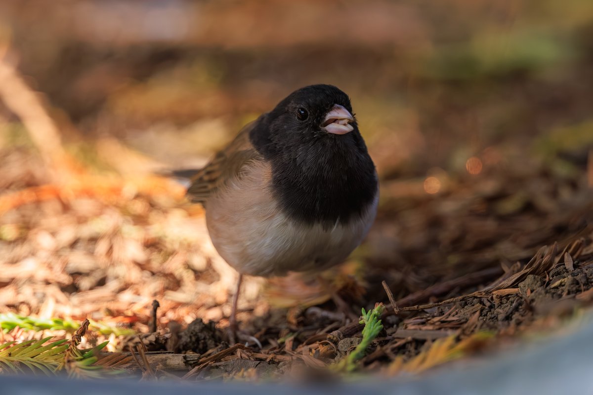 Dark-eyed Junco