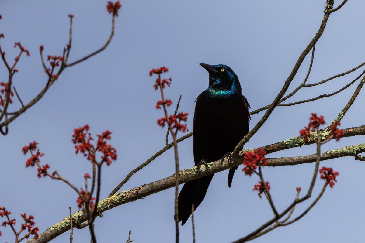 Common Grackle