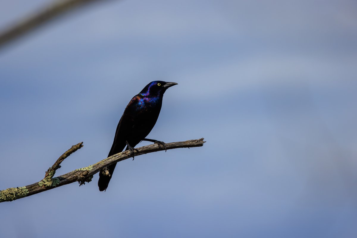Common Grackle