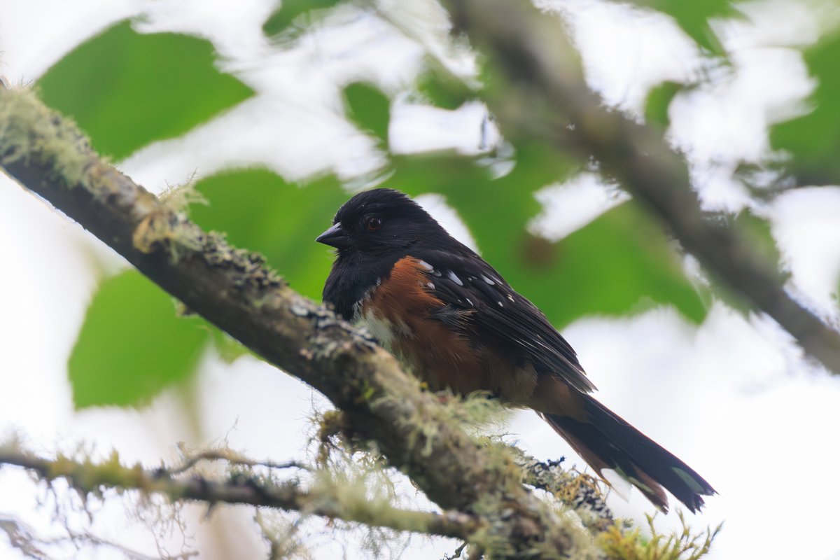 Spotted Towhee