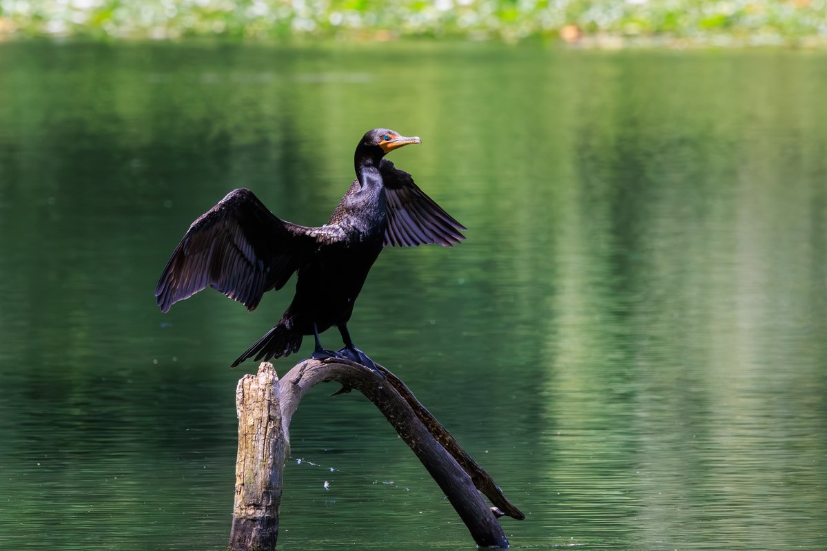 Double-crested Cormorant