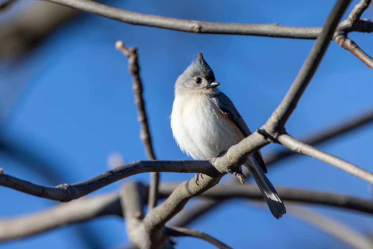 Tufted Titmouse