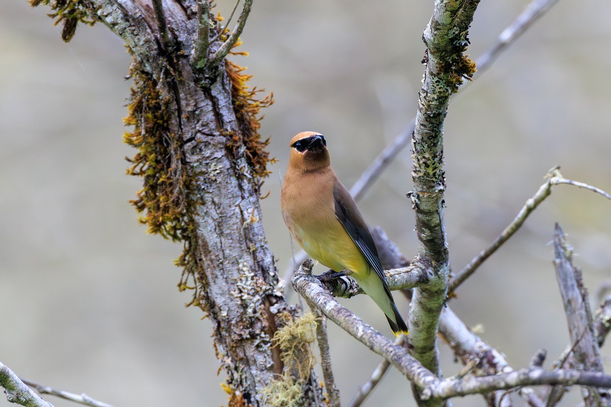 Cedar Waxwing